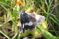 Tyta luctuosa