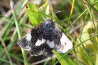 Tyta luctuosa