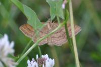 Idaea ochrata