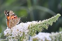 Vanessa cardui