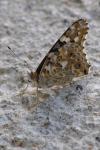 Vanessa cardui