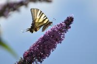 Iphiclides podalirius