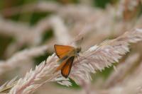 Thymelicus sylvestris