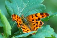 Polygonia c-album