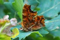 Polygonia c-album