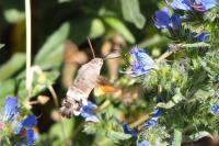 Macroglossum stellatarum