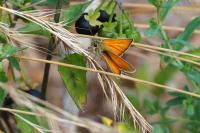 Thymelicus sylvestris