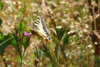 Papilio machaon
