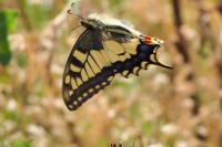 Papilio machaon