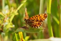 Boloria dia