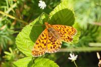 Boloria dia