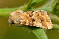 Eremobia ochroleuca