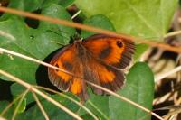 Pyronia tithonus