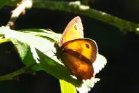 Pyronia tithonus
