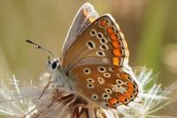 Aricia agestis