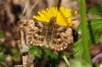 Carcharodus alceae