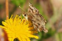 Carcharodus alceae