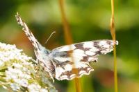 Melanargia galathea