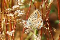 Aricia agestis