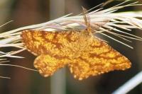Ematurga atomaria