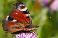 Aglais io