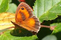 Pyronia tithonus