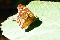 Pararge aegeria