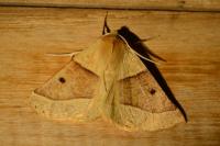 Crocallis elinguaria