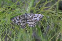Ematurga atomaria