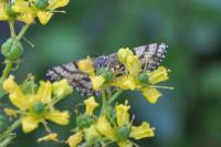 Ematurga atomaria