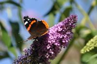 Vanessa atalanta