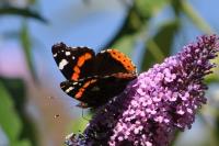 Vanessa atalanta