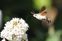 Macroglossum stellatarum