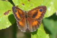 Pyronia tithonus
