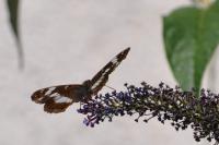 Limenitis camilla