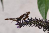 Limenitis camilla