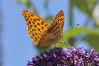 Argynnis paphia