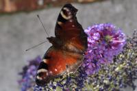Aglais io