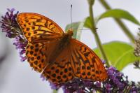 Argynnis paphia