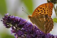 Argynnis paphia