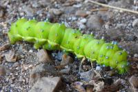 Saturnia pyri