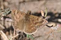 Erynnis tages