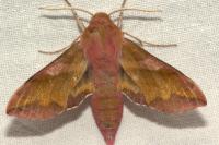 Deilephila porcellus