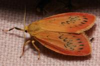 Miltochrista miniata