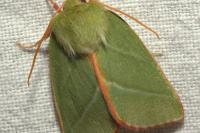 Pseudoips prasinanus