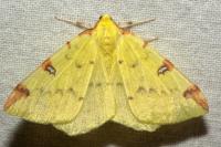 Opisthograptis luteolata