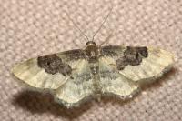 Idaea rusticata