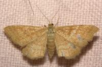 Idaea ochrata