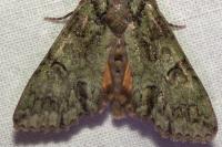 Polyphaenis sericata