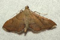 Endotricha flammealis